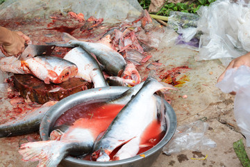 Obraz premium Dissected Pangasius fish