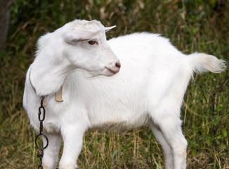 Obraz premium White goat grazes