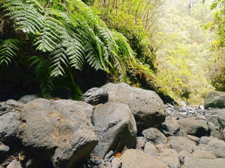 Los Tilos Forest, La Palma