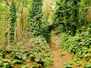 Obraz premium Los Tilos Forest, La Palma