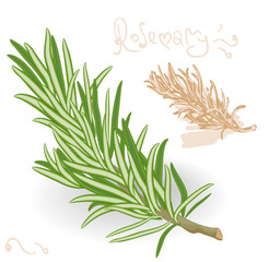 Rosemary twig on white background. Vector.