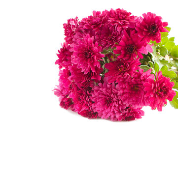 Aster Flowers isolated on white background