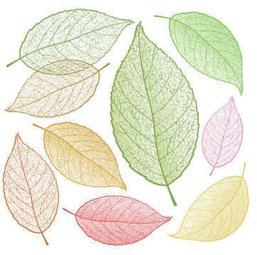Colored vector leaf skeletons.