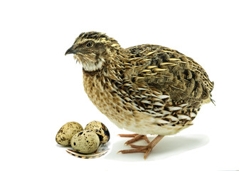 Quail with eggs on white background