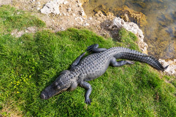 Alligator