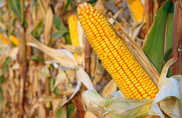 Ripe Corn Field