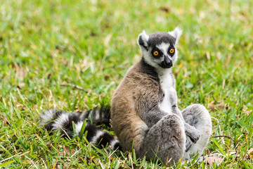 Naklejka na ściany i meble Lemur catta Madagaskaru