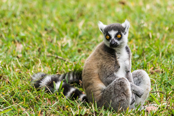 Lemur catta of Madagascar
