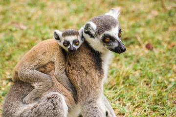 Lemur catta of Madagascar