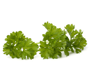 Parsley herb