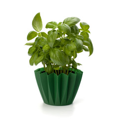 Naklejka premium Sweet basil leaves