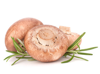 Brown champignon mushroom and rosemary leaves