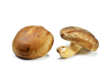 Shiitake mushroom