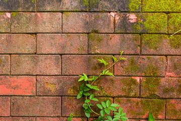 old wall with vine and moss