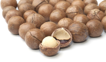 Macadamia fruit isolated on the white background