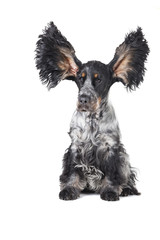 Cocker Spaniel with their ears up