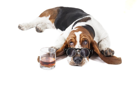 Dog (Basset with a glass of whisky