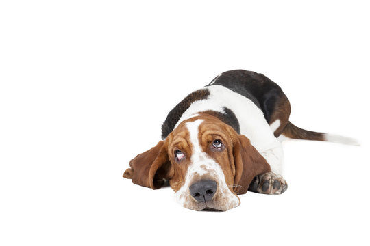 Basset hound dog lying