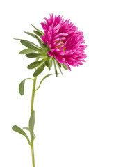pink aster isolated
