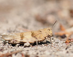 brown grasshopper