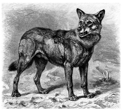 Wolf (Canis Lupus)