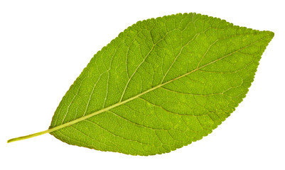 back side of plum tree green leaf