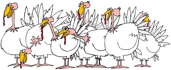 Flock of turkeys