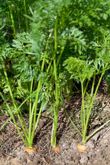 ripe carrots on vegetable bed