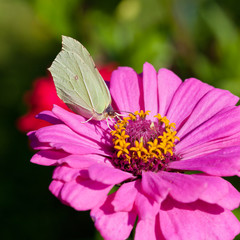 butterfly on pink flower close up