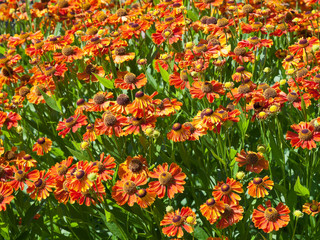 flowering meadow of gaillardia flower