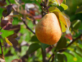 one big ripe pear on tree