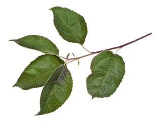 apple tree branch with green leaves