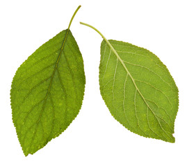 green leaves of plum tree