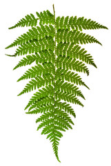 green sprig of fern