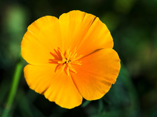 Eschscholzia flower close up