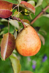 ripe yellow and red pear on tree