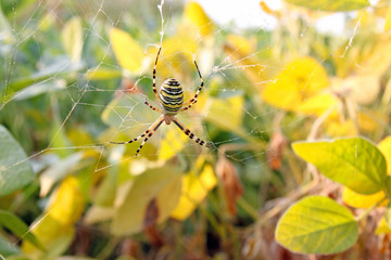 Spider on web in bushes