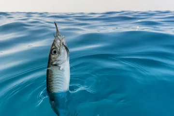Fototapeten Fisch süchtig © Federico Rostagno
