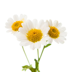 daisies summer white flower