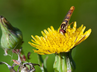 hoverfly on yellow flower close up