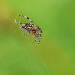 Garden Spider
