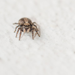 Jumping Spider
