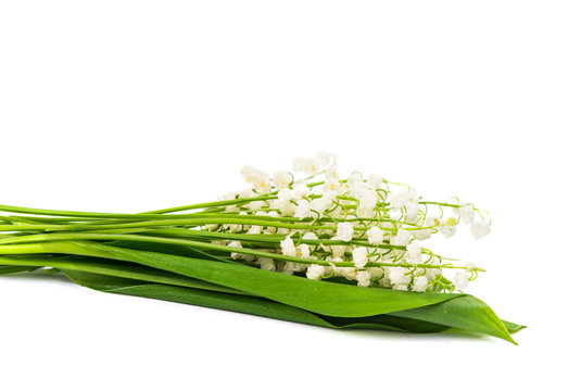 Bouquet Of Lilies Of The Valley Isolated