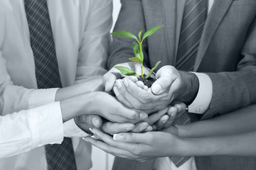 Business team holding together fresh green sprout closeup