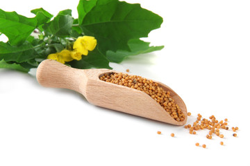 Mustard seeds in wooden scoop with mustard flower isolated