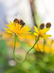 honey bee sip nectar from yellow flower