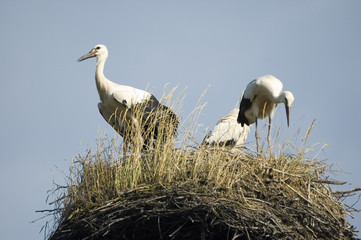 Storks