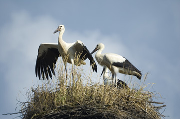 Storks