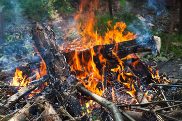 campfire in forest