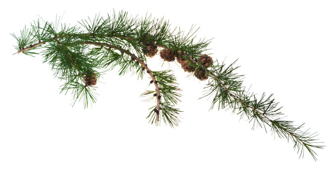 Fototapeta pine cones on branch of conifer tree